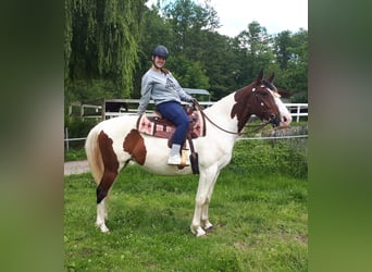 Pintos, Merrie, 5 Jaar, 157 cm, Gevlekt-paard