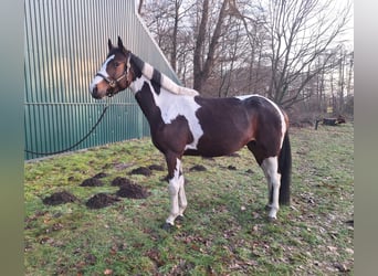 Pintos, Merrie, 5 Jaar, 160 cm, Gevlekt-paard