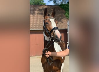 Pintos, Merrie, 5 Jaar, 160 cm, Gevlekt-paard