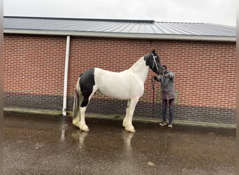 Pintos, Merrie, 5 Jaar, 164 cm, Gevlekt-paard