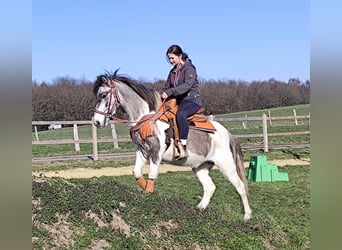 Pintos, Merrie, 6 Jaar, 136 cm, Gevlekt-paard