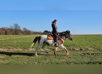 Pintos, Merrie, 6 Jaar, 136 cm, Gevlekt-paard