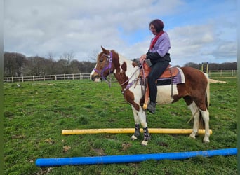 Pintos, Merrie, 6 Jaar, 140 cm, Gevlekt-paard