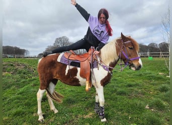 Pintos, Merrie, 6 Jaar, 140 cm, Gevlekt-paard