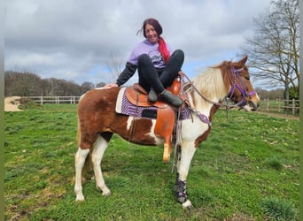 Pintos, Merrie, 6 Jaar, 140 cm, Gevlekt-paard