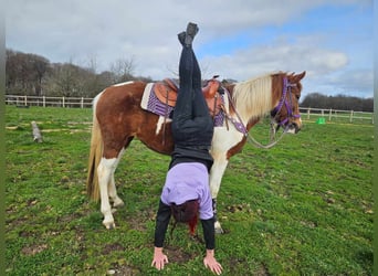 Pintos, Merrie, 6 Jaar, 140 cm, Gevlekt-paard