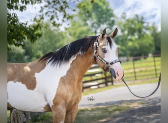 Pintos, Merrie, 6 Jaar, 147 cm