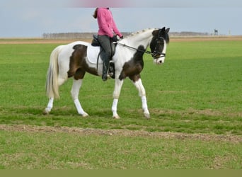 Pintos, Merrie, 6 Jaar, 150 cm, Gevlekt-paard