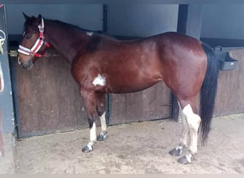 Pintos, Merrie, 6 Jaar, 150 cm, Gevlekt-paard