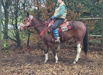 Pintos, Merrie, 6 Jaar, 150 cm, Gevlekt-paard