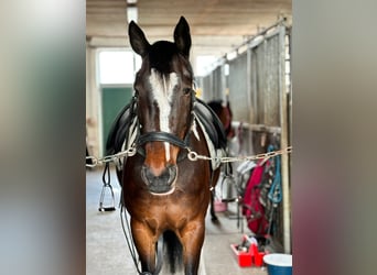 Pintos, Merrie, 6 Jaar, 155 cm, Gevlekt-paard