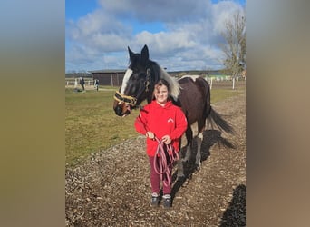 Pintos, Merrie, 6 Jaar, 155 cm, Gevlekt-paard