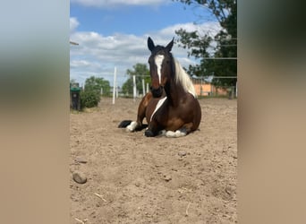 Pintos, Merrie, 6 Jaar, 155 cm, Gevlekt-paard