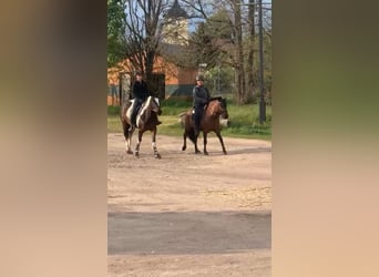 Pintos, Merrie, 6 Jaar, 155 cm, Gevlekt-paard