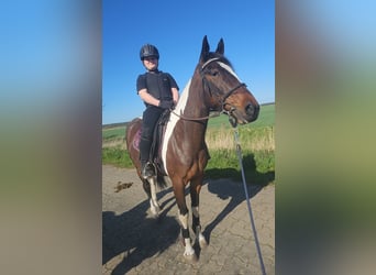 Pintos, Merrie, 6 Jaar, 155 cm, Gevlekt-paard