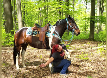 Pintos, Merrie, 6 Jaar, 155 cm, Gevlekt-paard