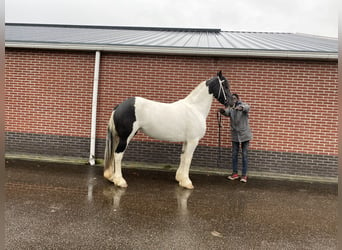 Pintos, Merrie, 6 Jaar, 164 cm, Gevlekt-paard