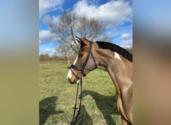 Pintos, Merrie, 6 Jaar, 168 cm, Gevlekt-paard