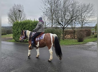 Pintos Mix, Merrie, 7 Jaar, 142 cm, Gevlekt-paard