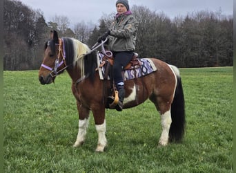 Pintos Mix, Merrie, 7 Jaar, 142 cm, Gevlekt-paard