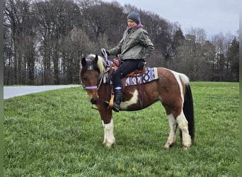 Pintos Mix, Merrie, 7 Jaar, 142 cm, Gevlekt-paard