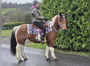 Pintos Mix, Merrie, 7 Jaar, 142 cm, Gevlekt-paard