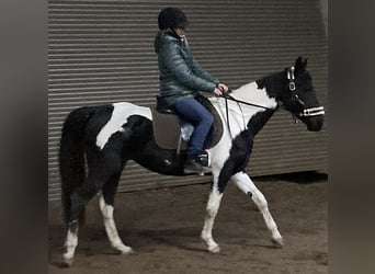 Pintos Mix, Merrie, 7 Jaar, 150 cm, Gevlekt-paard
