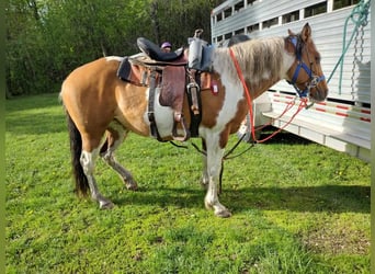 Pintos, Merrie, 7 Jaar, 152 cm, Falbe