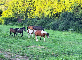 Pintos, Merrie, 7 Jaar, 154 cm