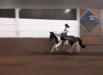 Pintos, Merrie, 7 Jaar, 156 cm, Gevlekt-paard