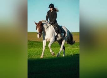 Pintos, Merrie, 7 Jaar, 162 cm, Gevlekt-paard