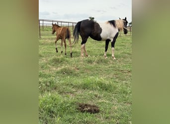 Pintos, Merrie, 7 Jaar, Gevlekt-paard