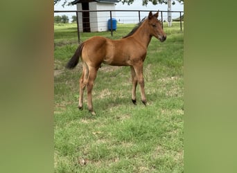 Pintos, Merrie, 7 Jaar, Gevlekt-paard
