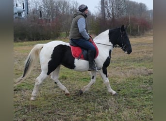 Pintos Mix, Merrie, 7 Jaar, Gevlekt-paard