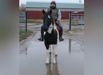 Pintos Mix, Merrie, 7 Jaar, Gevlekt-paard