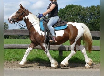 Pintos, Merrie, 8 Jaar, 148 cm, Gevlekt-paard