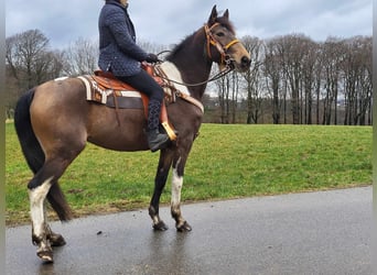 Pintos, Merrie, 8 Jaar, 157 cm, Gevlekt-paard