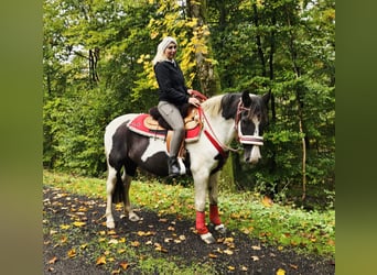 Pintos, Merrie, 8 Jaar, Gevlekt-paard