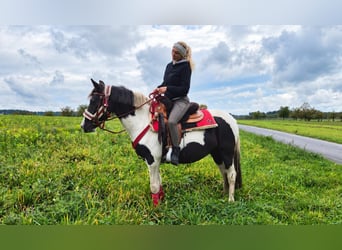 Pintos, Merrie, 8 Jaar, Gevlekt-paard