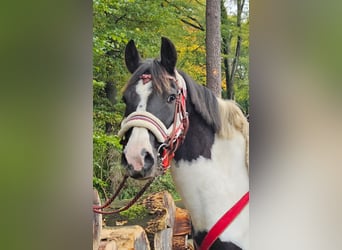 Pintos, Merrie, 8 Jaar, Gevlekt-paard
