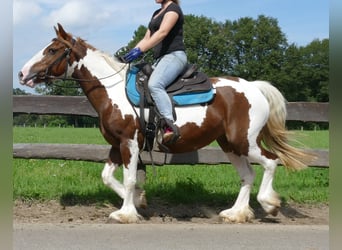 Pintos, Merrie, 9 Jaar, 148 cm, Gevlekt-paard