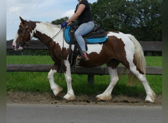 Pintos, Merrie, 9 Jaar, 148 cm, Gevlekt-paard