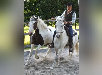 Pintos Mix, Merrie, 9 Jaar, 165 cm, Gevlekt-paard