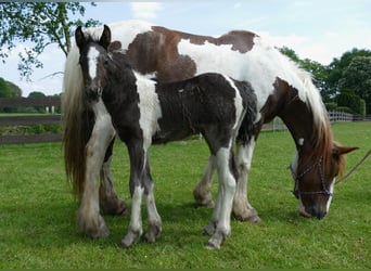 Pintos Mix, Merrie, veulen (04/2024), 150 cm, Gevlekt-paard