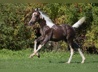 Pintos, Merrie, Veulen (07/2025), 155 cm, Gevlekt-paard
