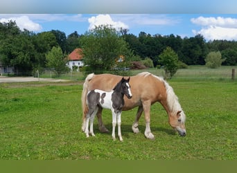 Pintos Mix, Merrie, veulen (05/2024), 155 cm, Gevlekt-paard