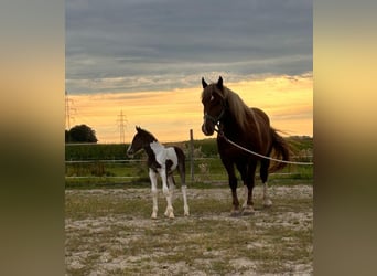 Pintos Mix, Stute, Fohlen (08/2024), 160 cm, Schecke