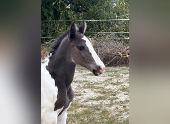 Pintos Mix, Merrie, veulen (08/2024), 160 cm, Gevlekt-paard