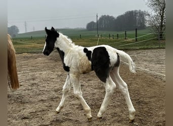 Pintos Mix, Merrie, veulen (02/2024), 160 cm, Gevlekt-paard