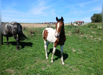 Pintos Mix, Merrie, Veulen (05/2026), 160 cm, Gevlekt-paard